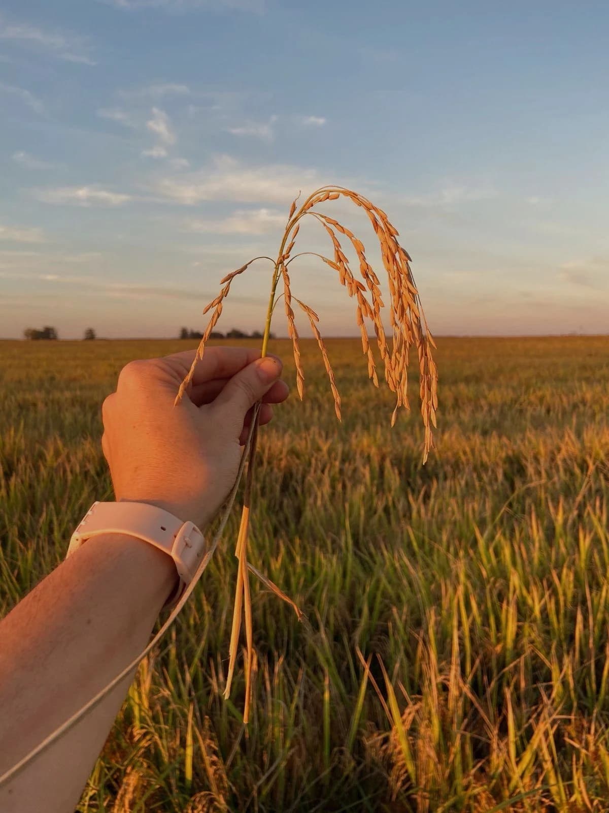 Espiga de arroz sostenida en un campo de Santa Dominga