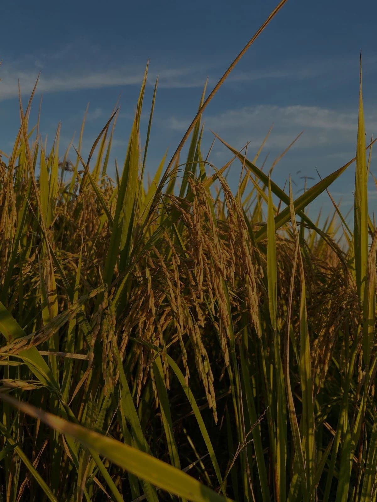 Plantación de arroz de Santa Dominga en Entre Ríos